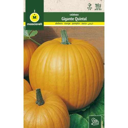 Semillas de Calabaza Gigante Quintal