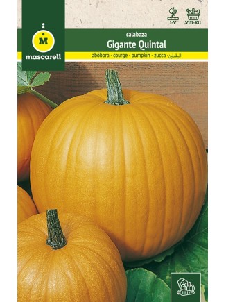 Semillas de Calabaza Gigante Quintal