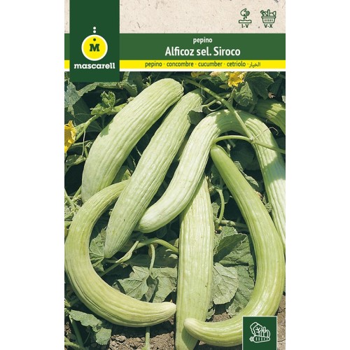 Semillas de Pepino Alficoz 10g