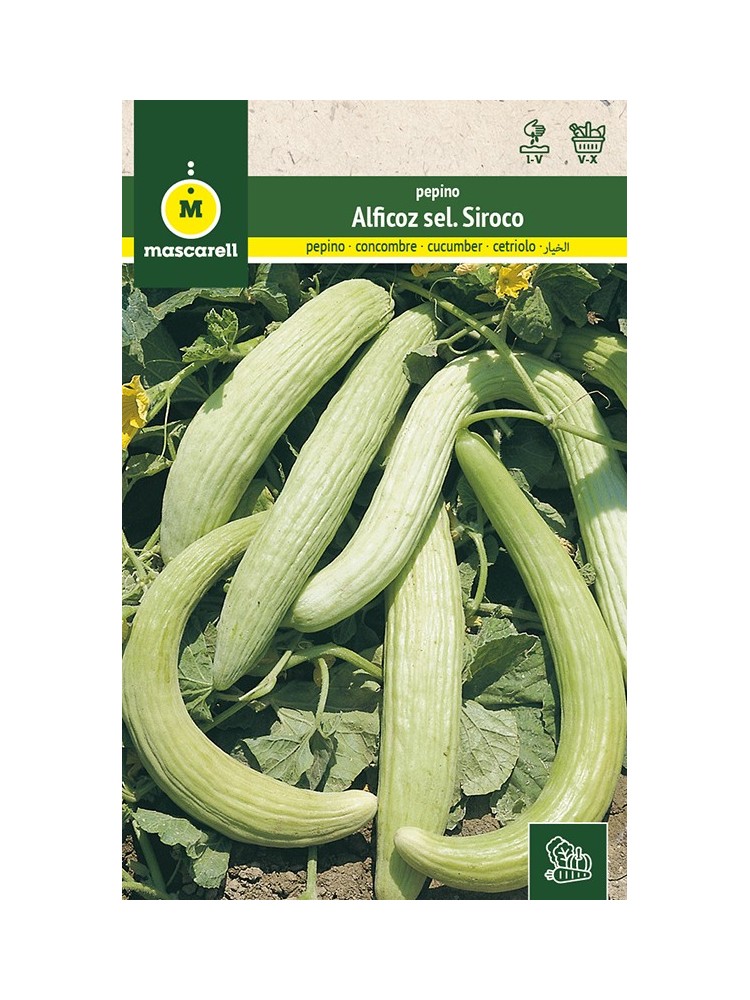 Semillas de Pepino Alficoz 10g