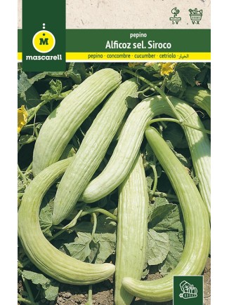 Semillas de Pepino Alficoz 10g