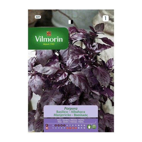 Semillas de Albahaca Purpura