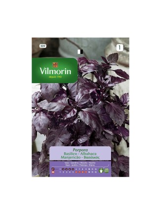 Semillas de Albahaca Purpura