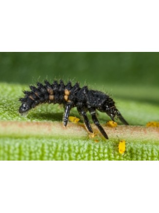 Adalia larva